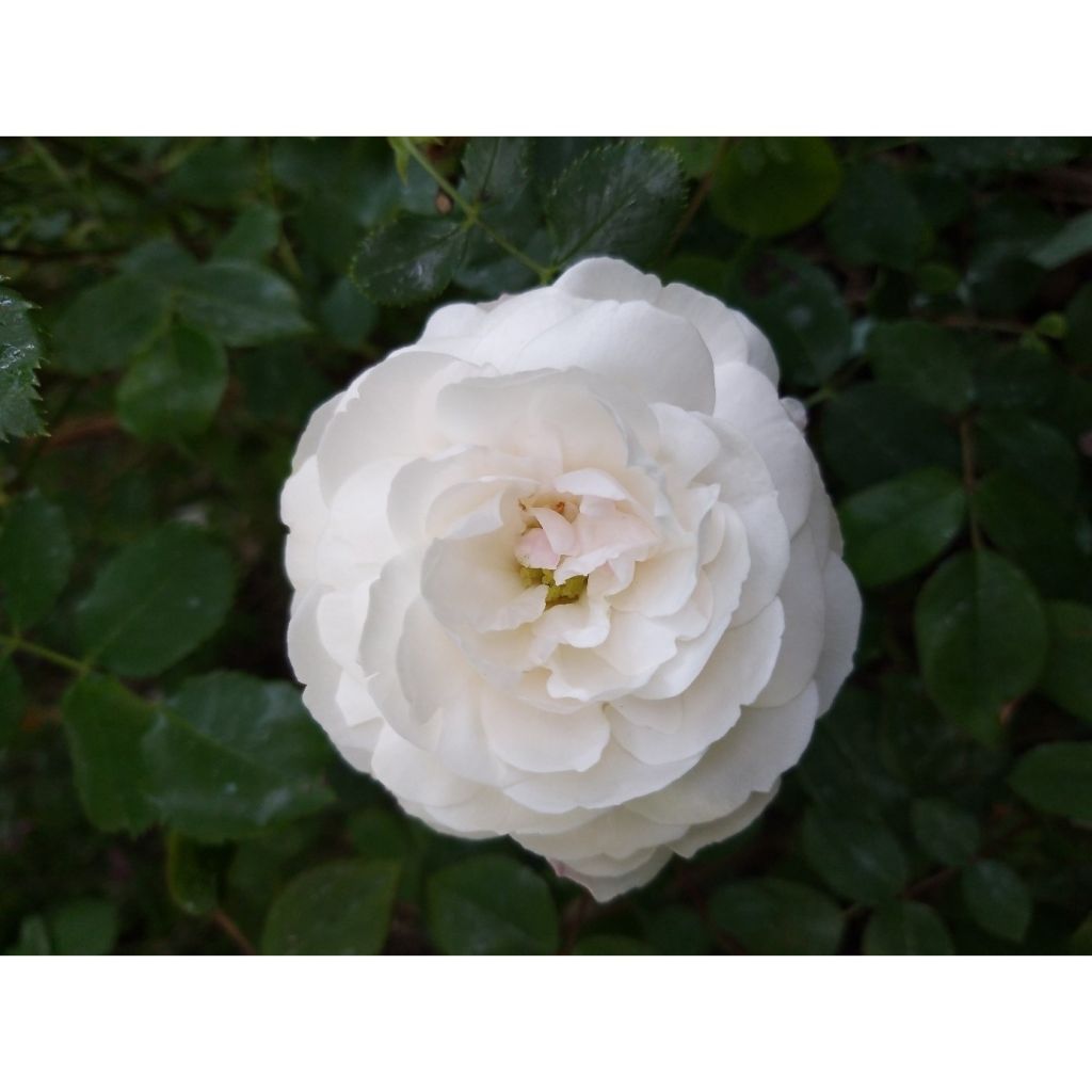 Rosa antica Boule de Neige