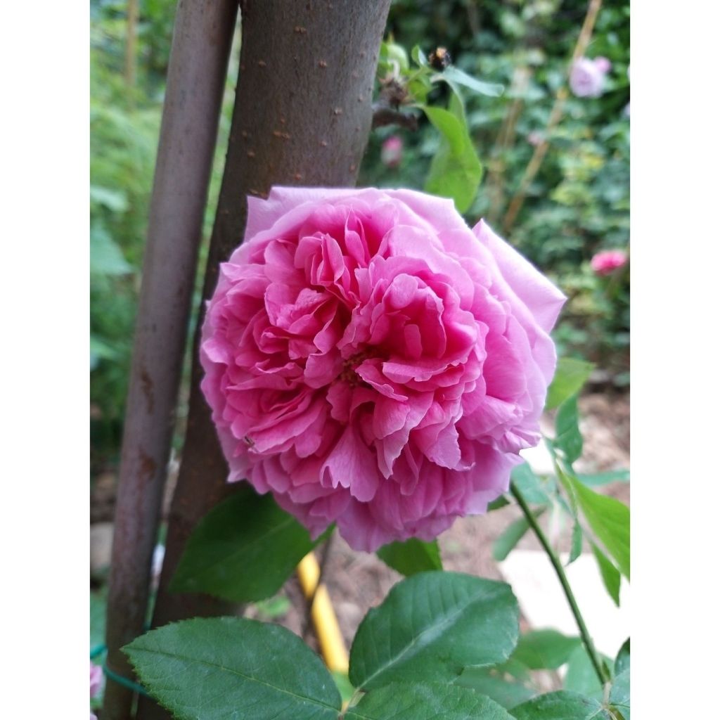 Rosa antica Comte de Chambord