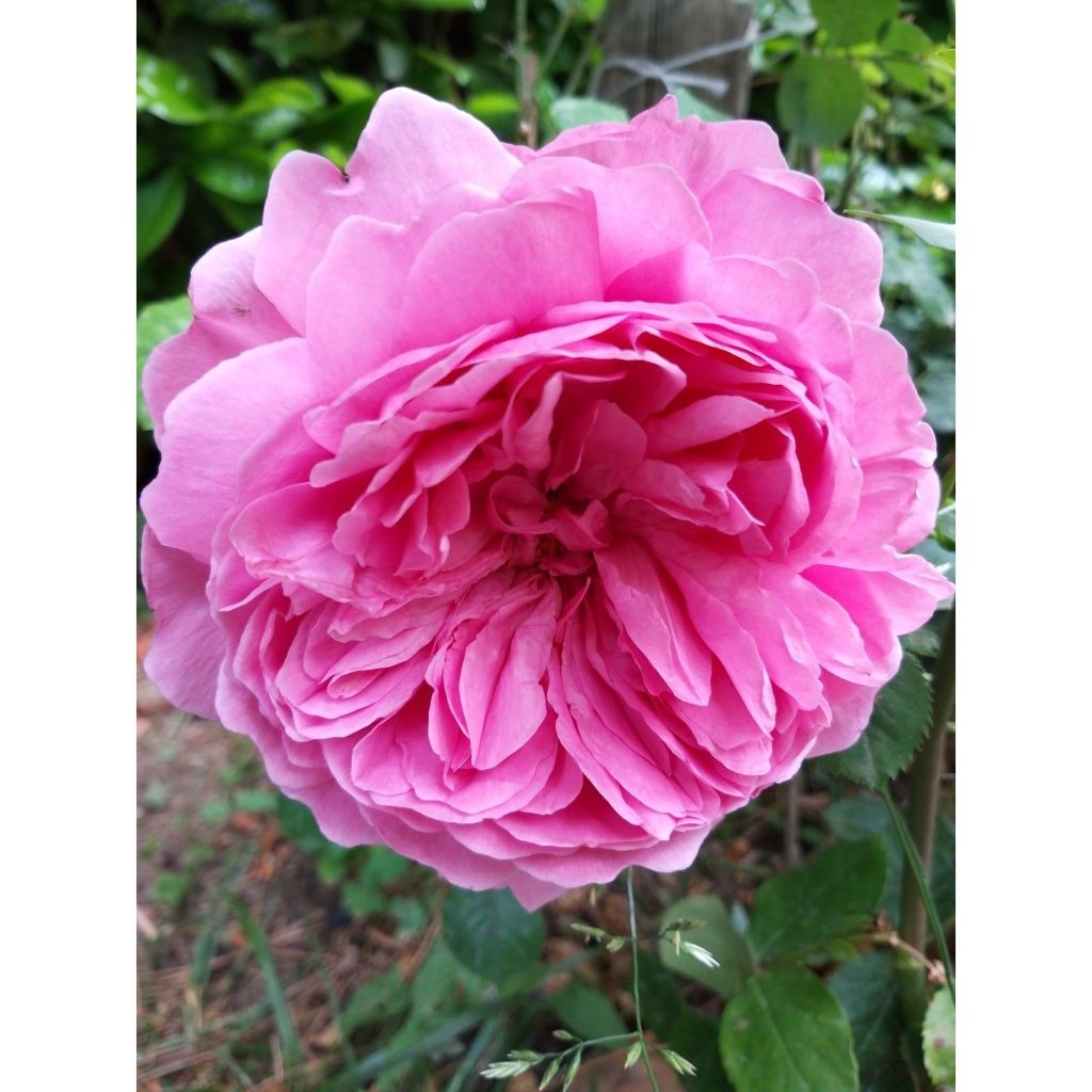 Rosa antica Comte de Chambord