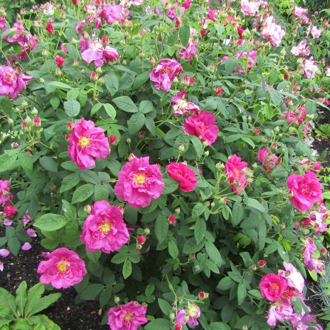 Rosa gallica Officinalis Bio