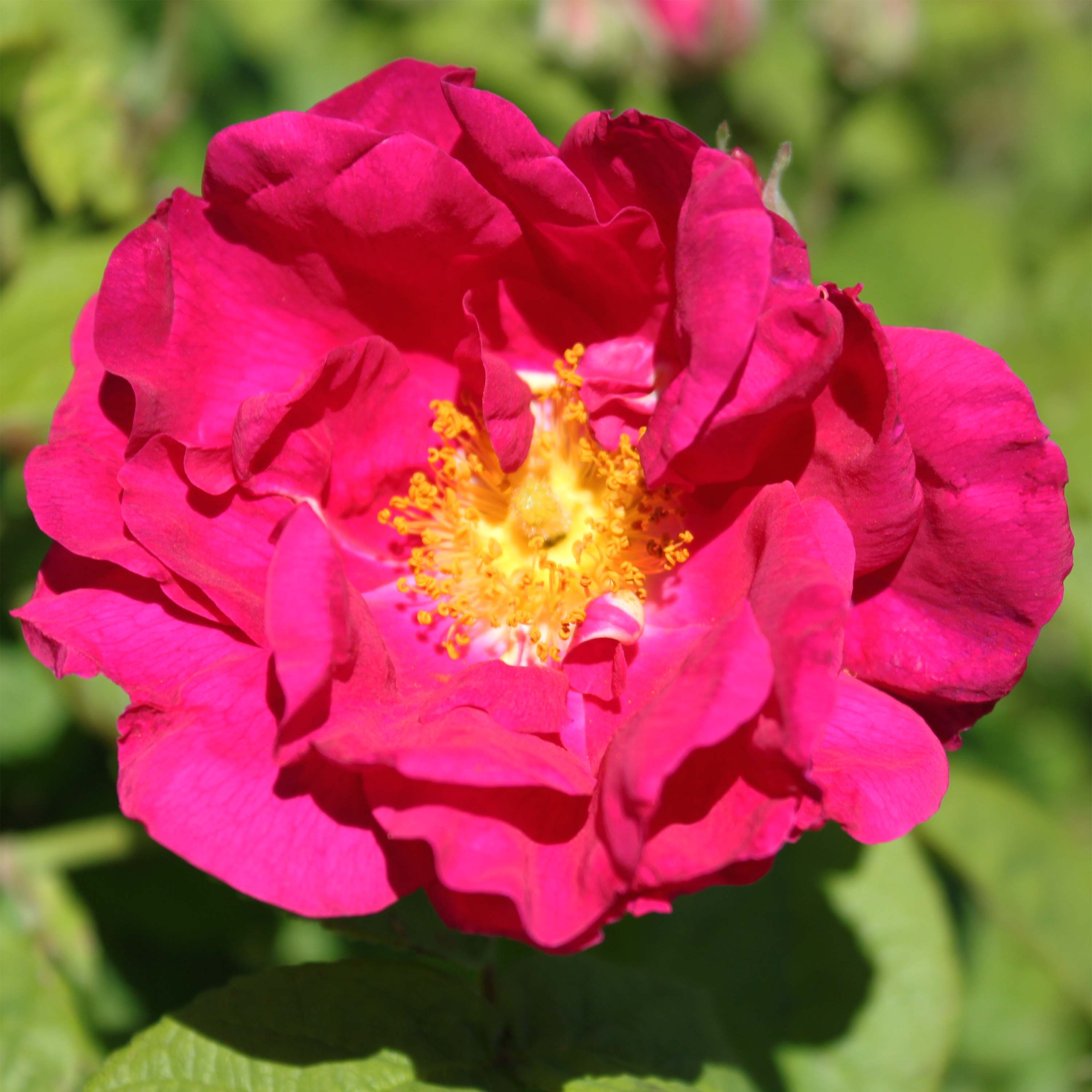 Rosa gallica Officinalis Bio