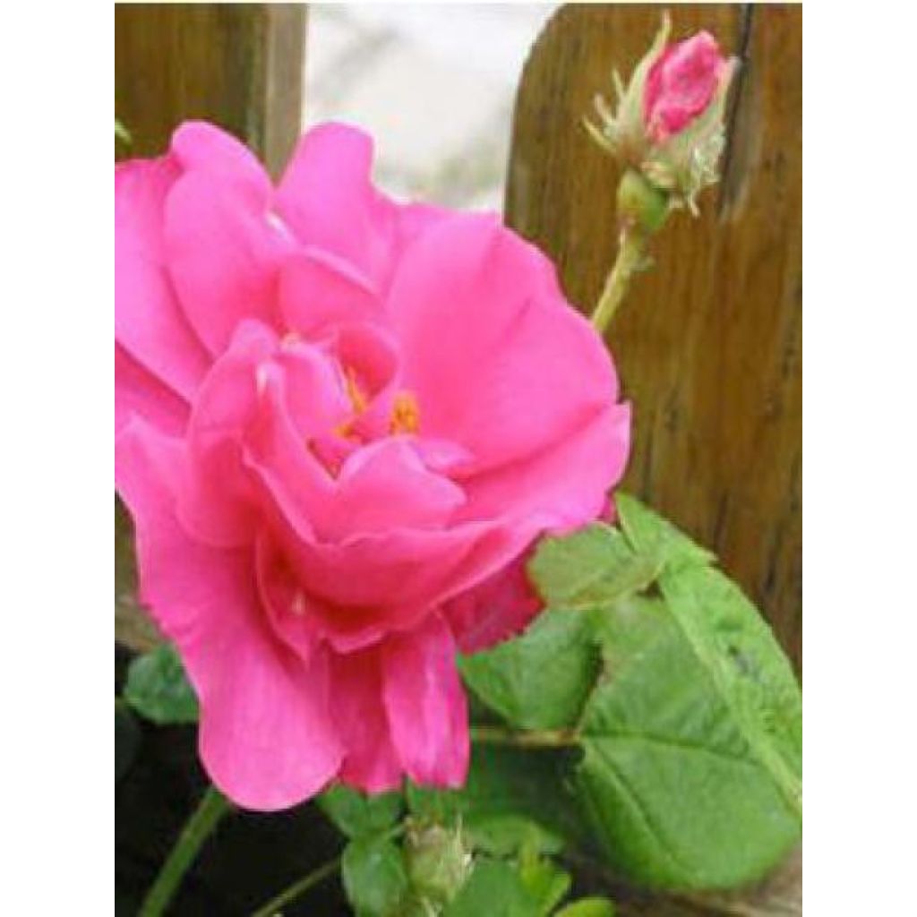 Rosa gallica Officinalis Bio