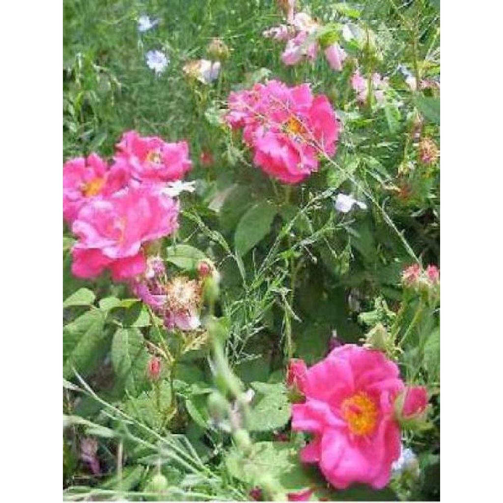 Rosa gallica Officinalis Bio