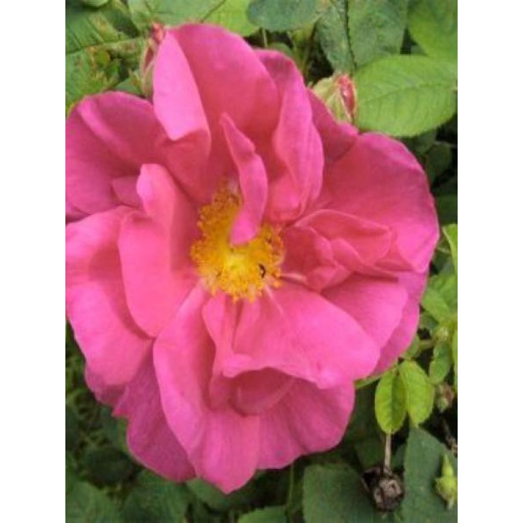 Rosa gallica Officinalis Bio