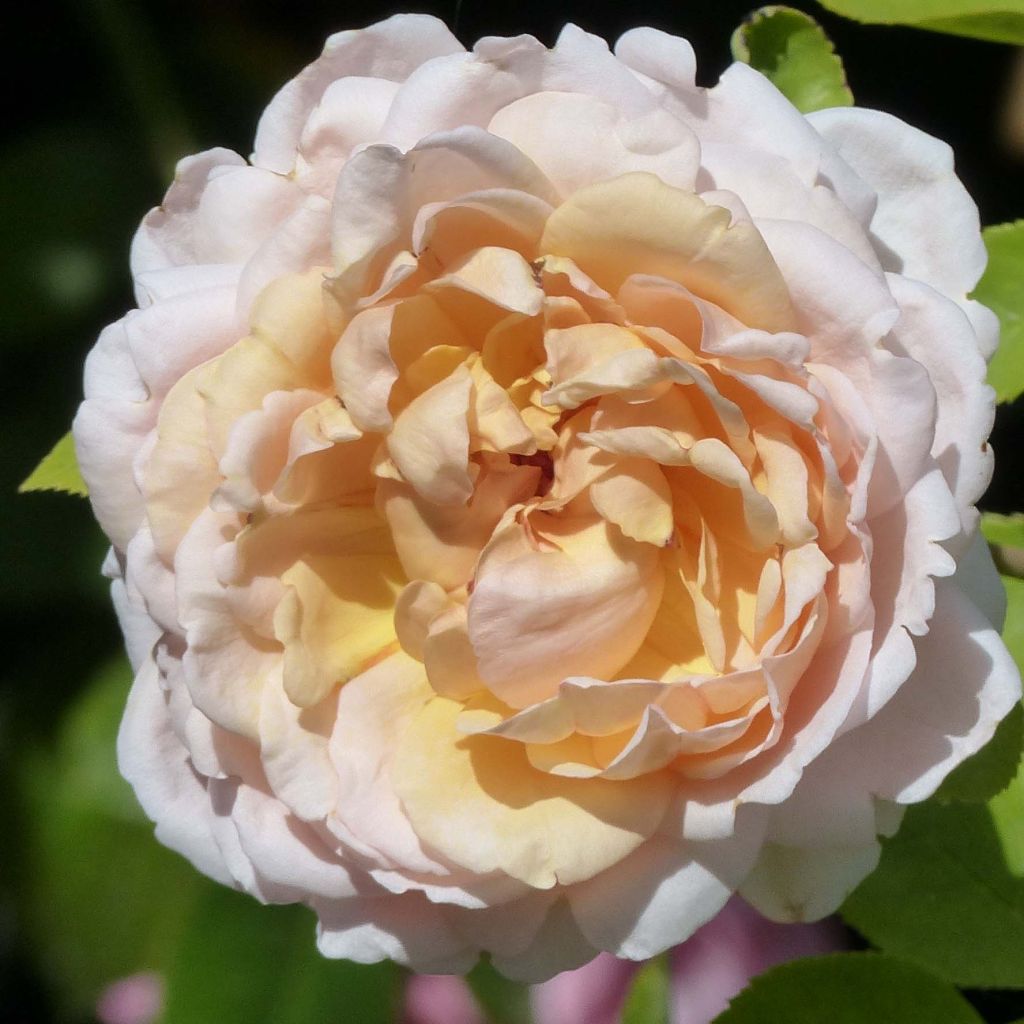 Rosa Gruss An Aachen - Rose ibrida di tea