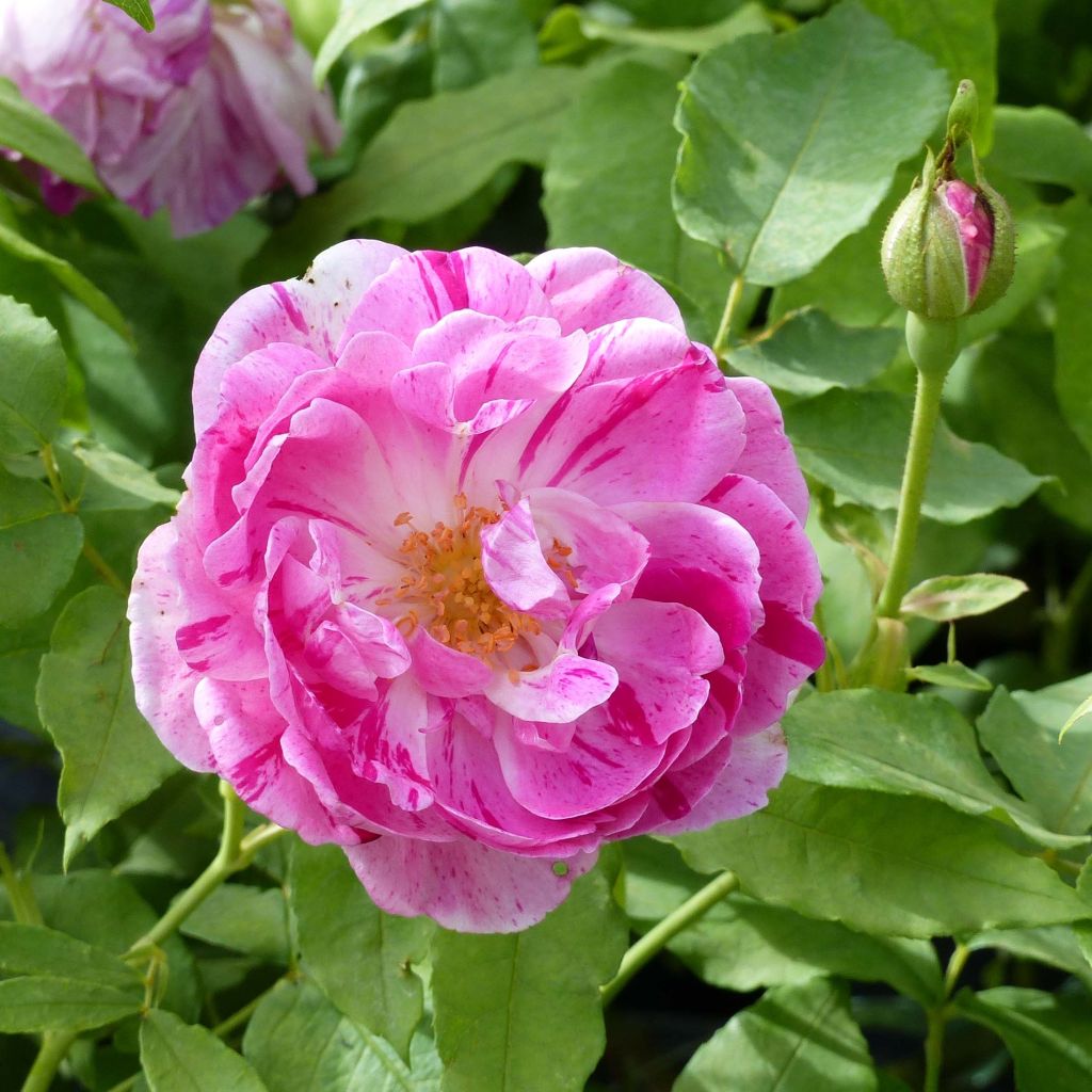 Rosa antica Honorine de Brabant