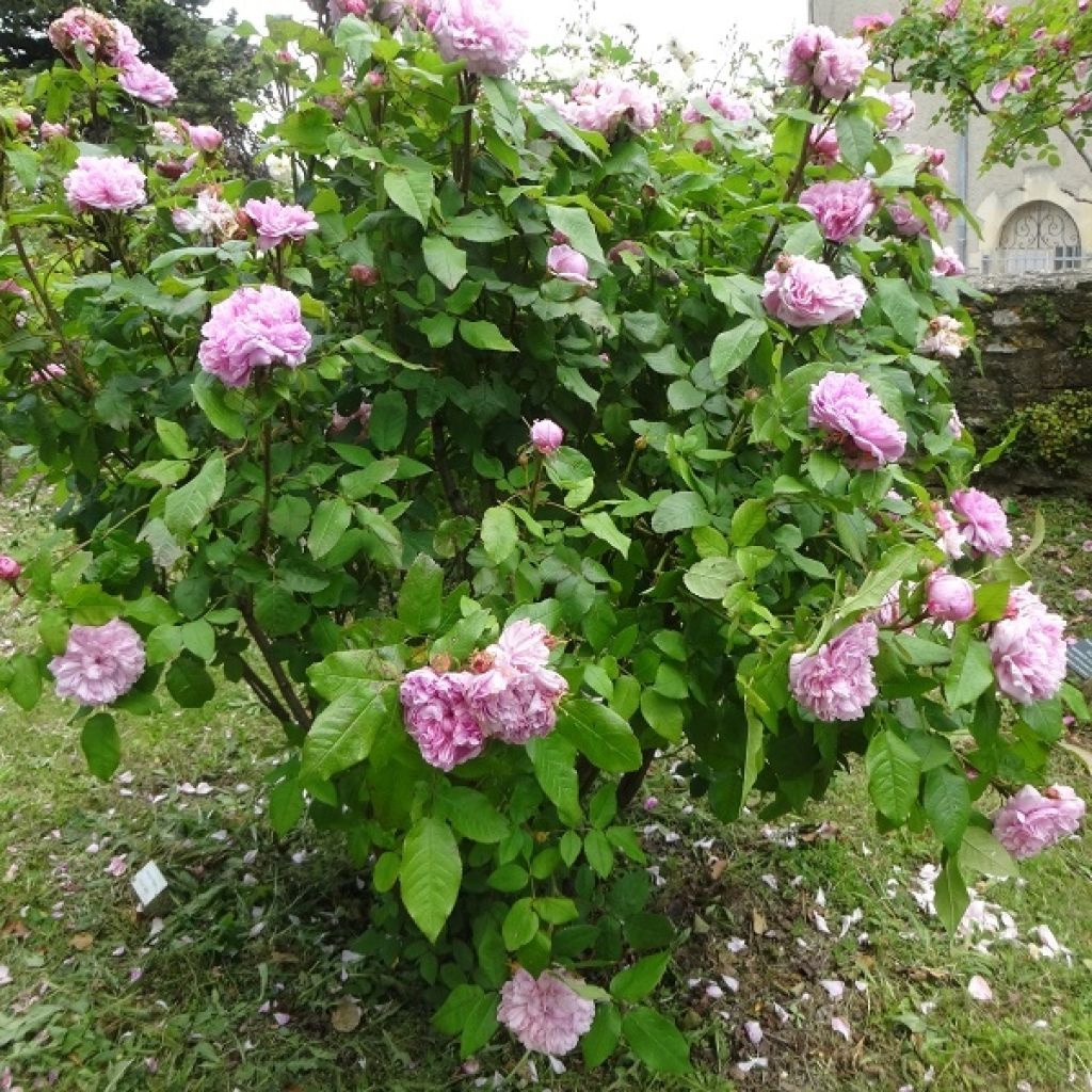 Rosa antica Jacques Cartier