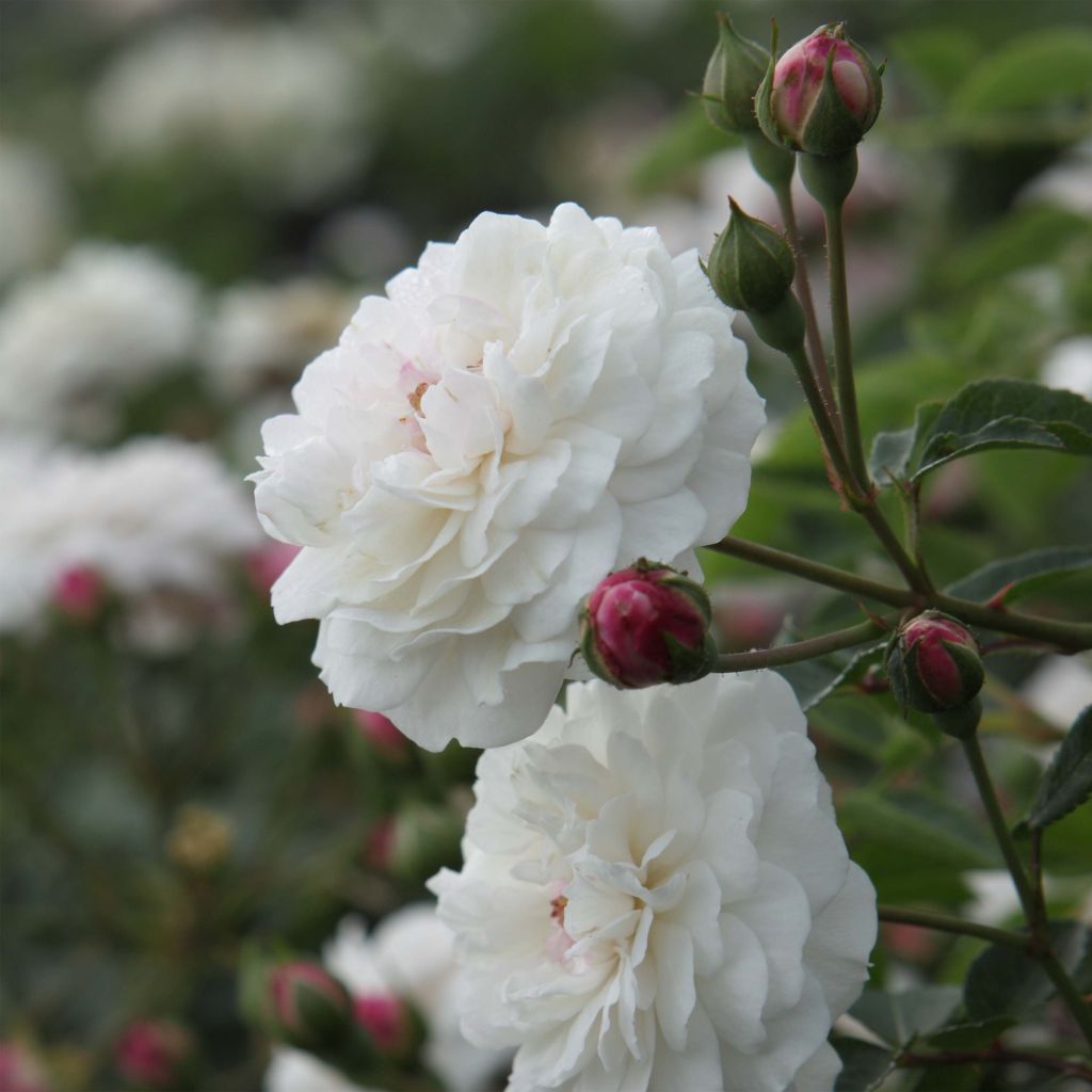 Rosa antica Little White Pet