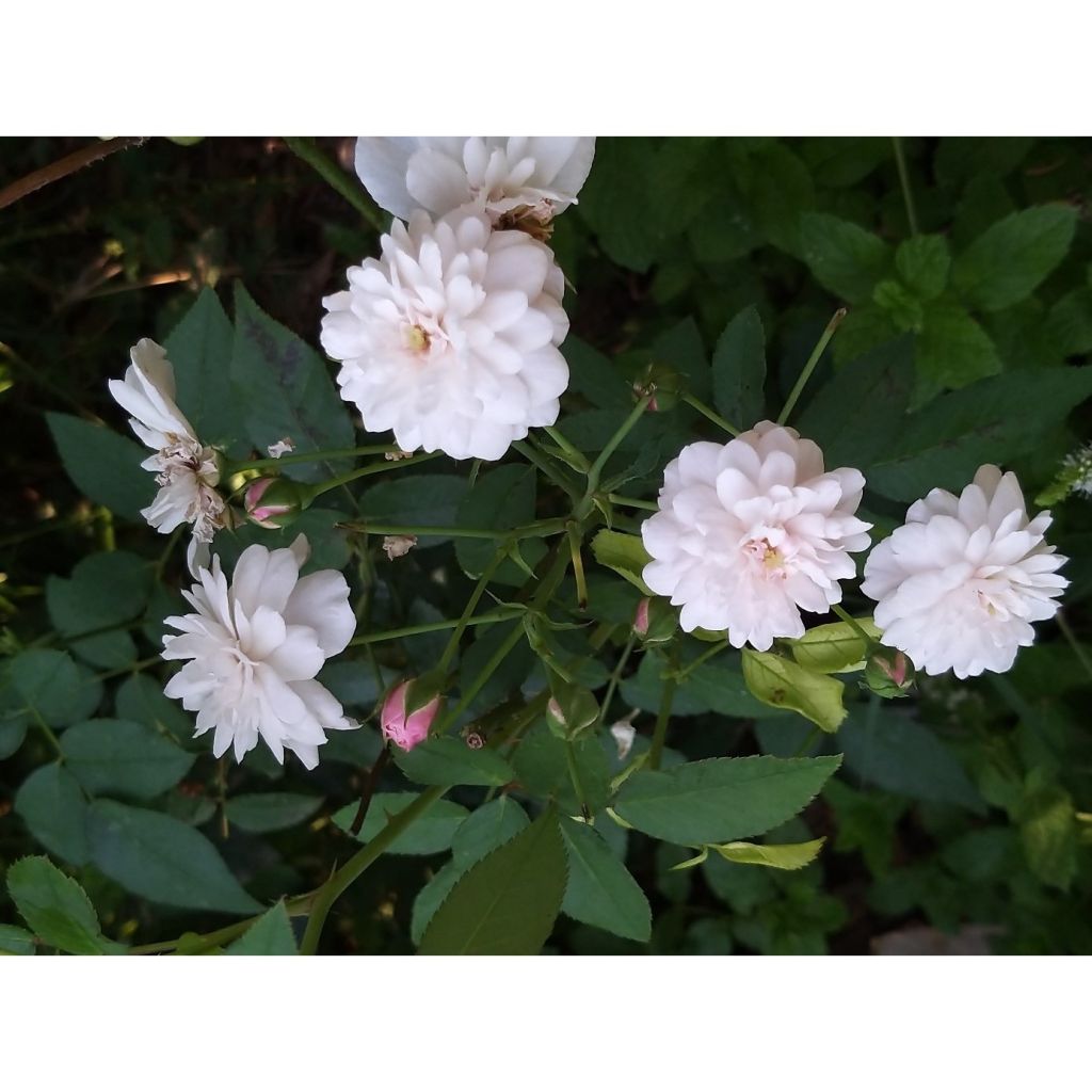 Rosa antica Little White Pet