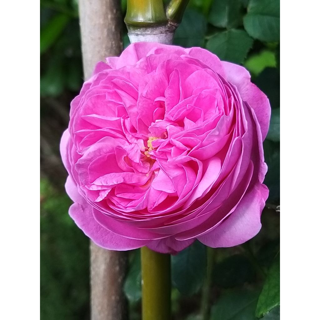 Rosa antica Louise Odier