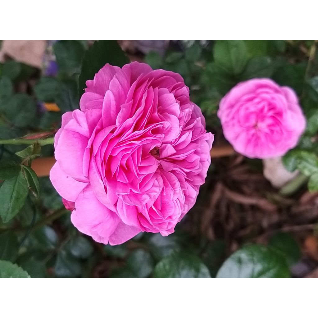 Rosa antica Louise Odier