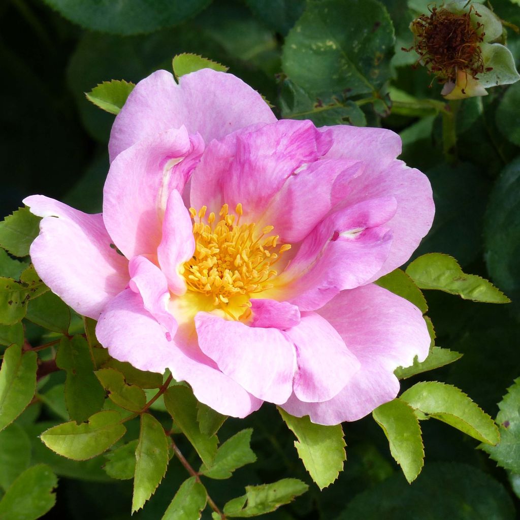 Rose antiche Marguerite Hilling