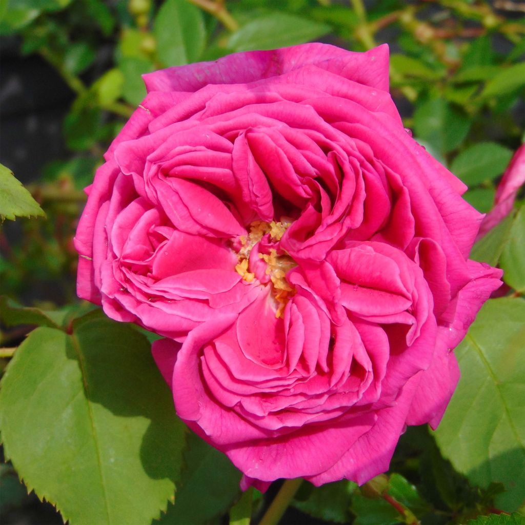 Rosa antica Mme Issac Pereire