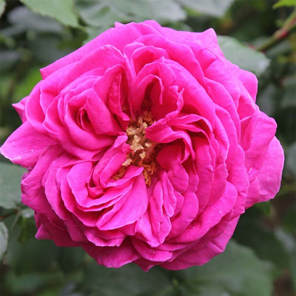 Rosa antica Mme Issac Pereire