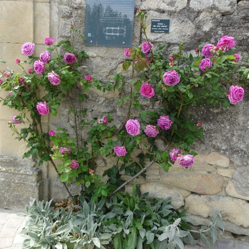 Rosa antica Mme Issac Pereire