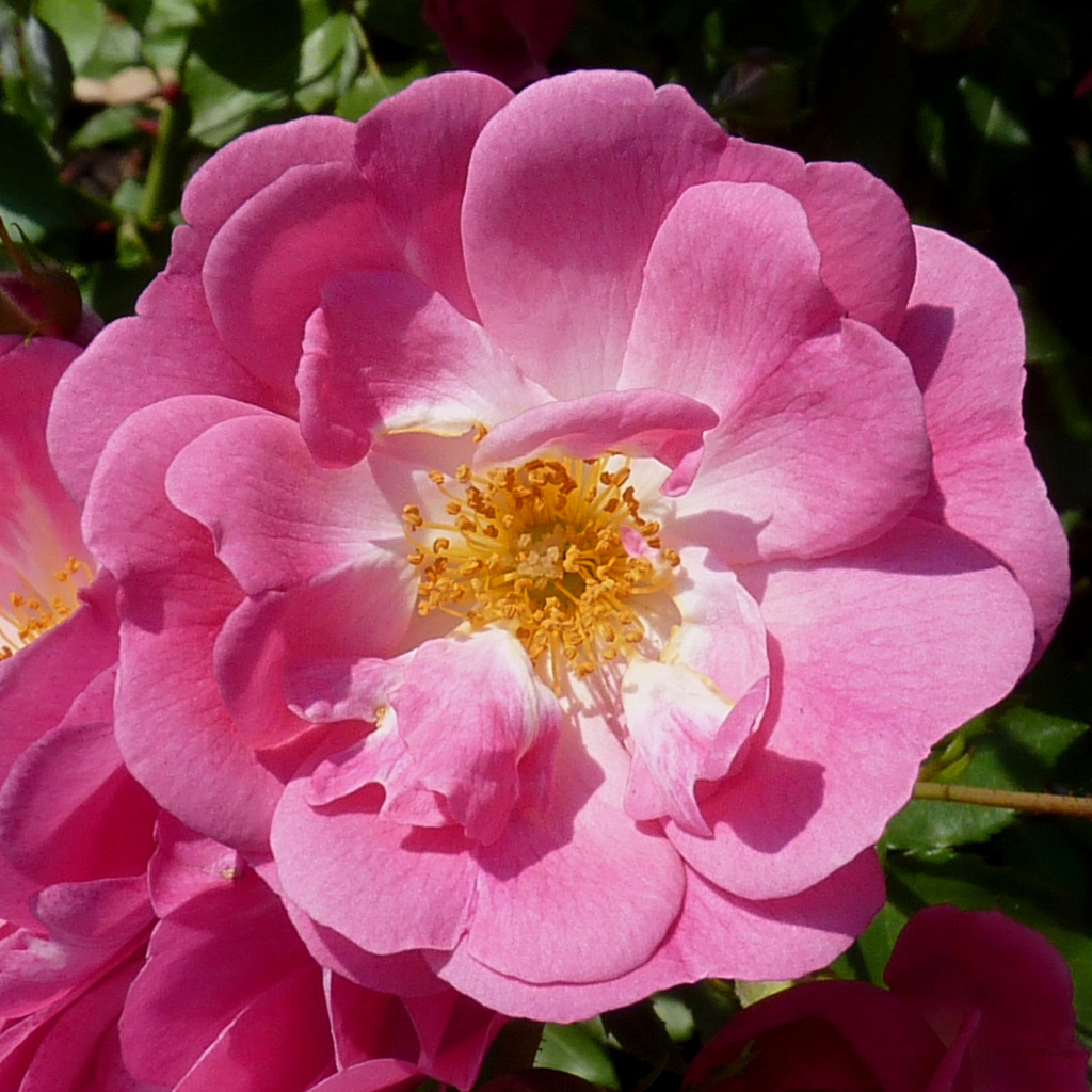 Rosa moscata Mozart