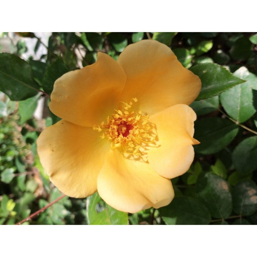 Rosa Mrs Oakley Fisher - Rose ibrida di tea