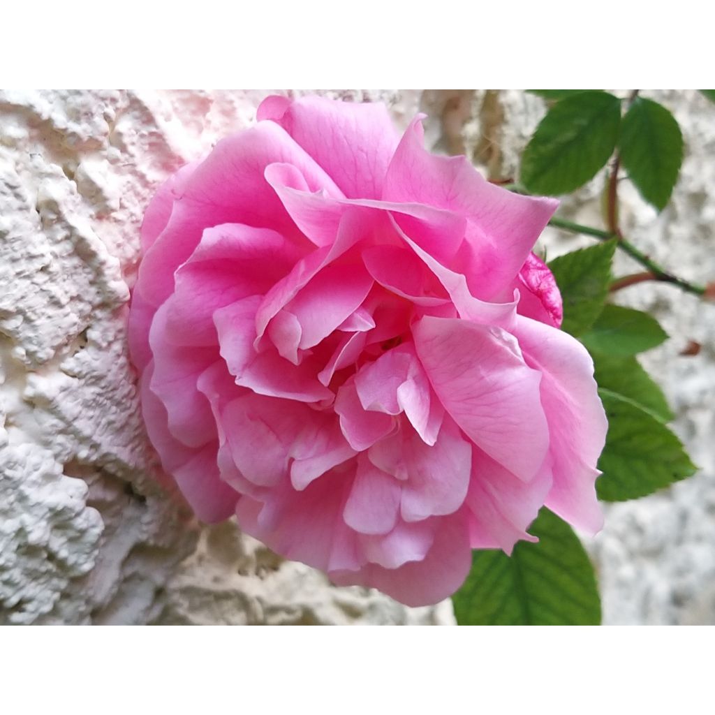 Rosa chinensis Old Blush - Rosa cinese