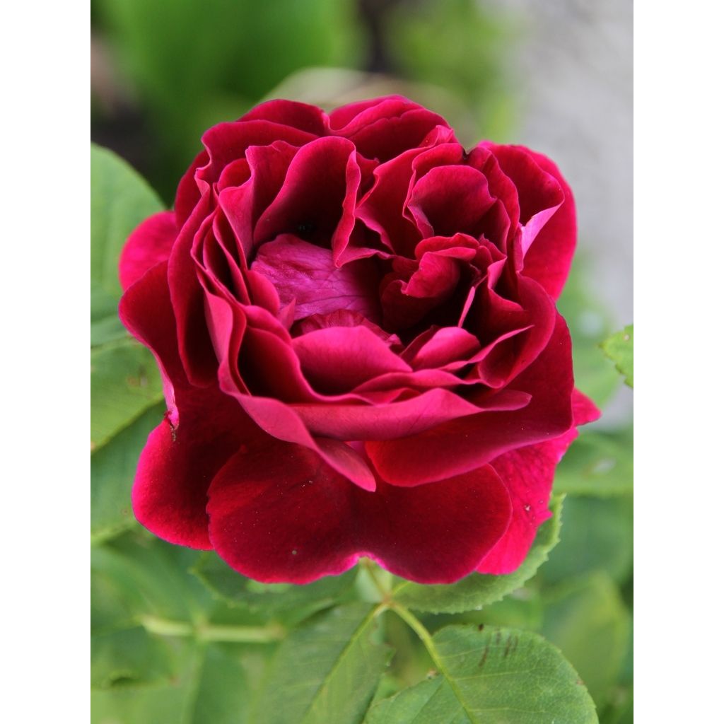 Rosa antica Souvenir du Dr Jamain