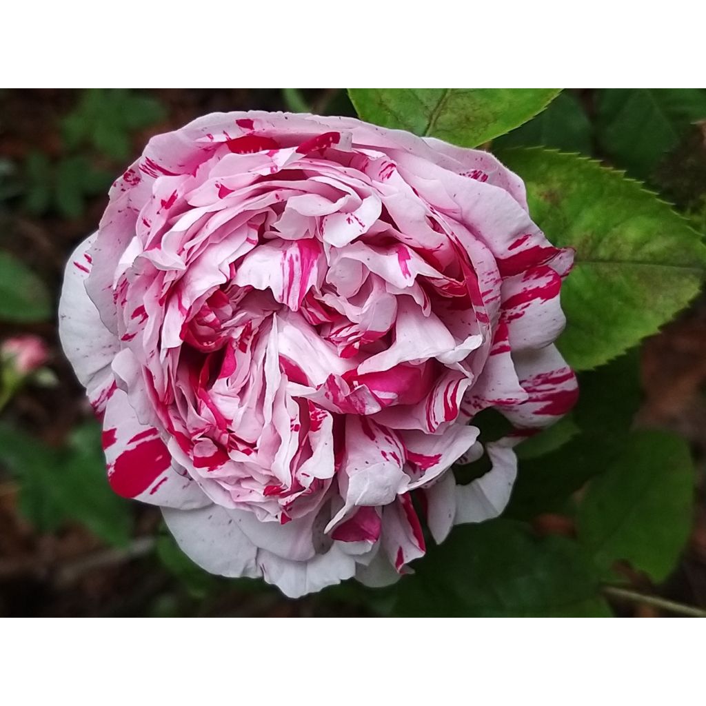 Rosa antica Variegata di Bologna