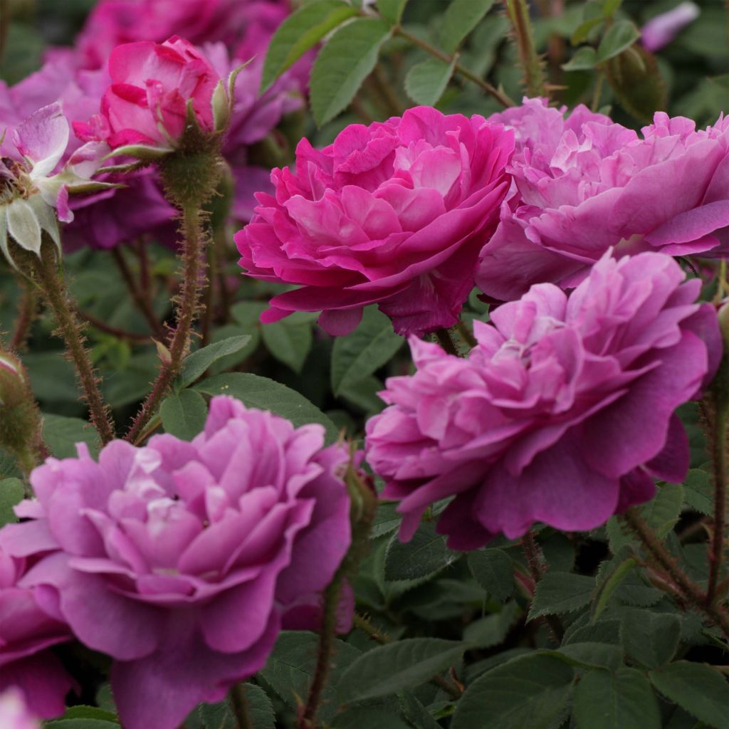 Rosa centifolia muscosa William Lobb