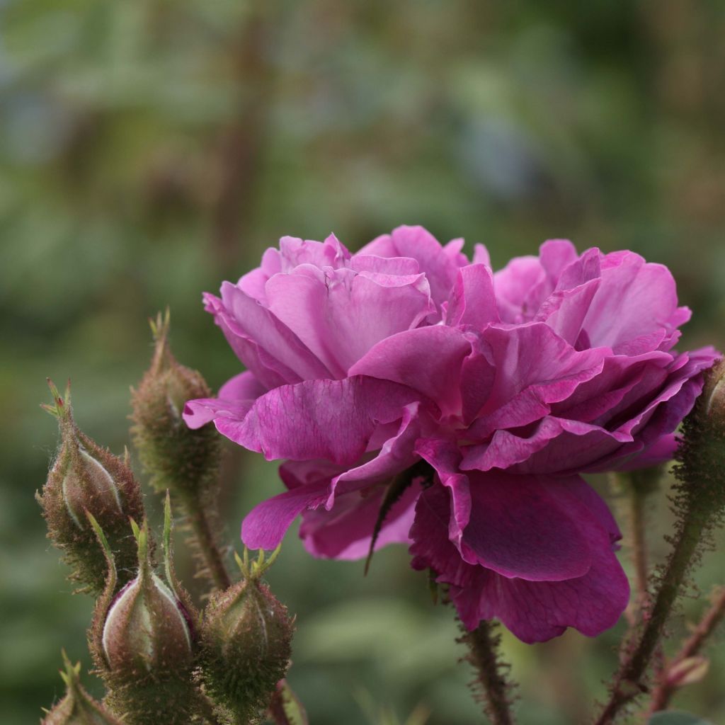 Rosa centifolia muscosa William Lobb