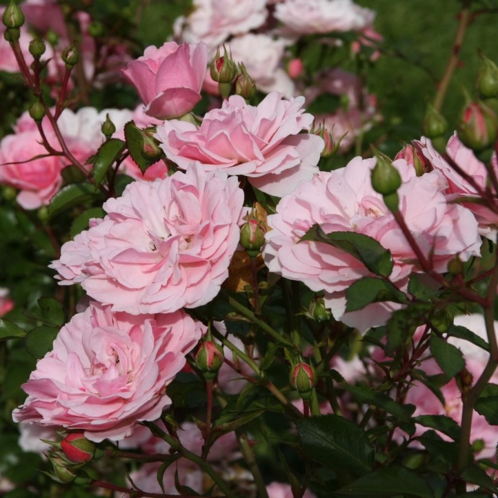 Rosa polyantha Bonica