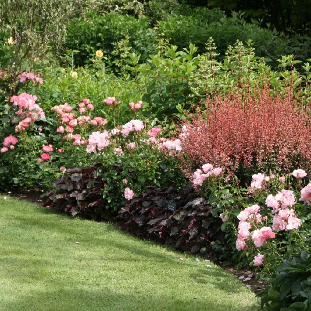 Rosa polyantha Bonica