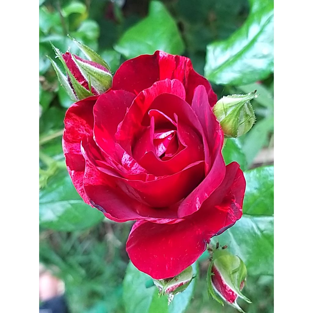 Rosa La Reine de la Nuit