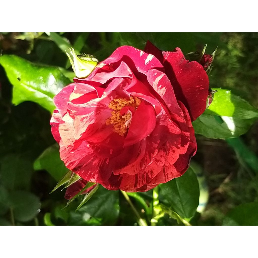 Rosa La Reine de la Nuit