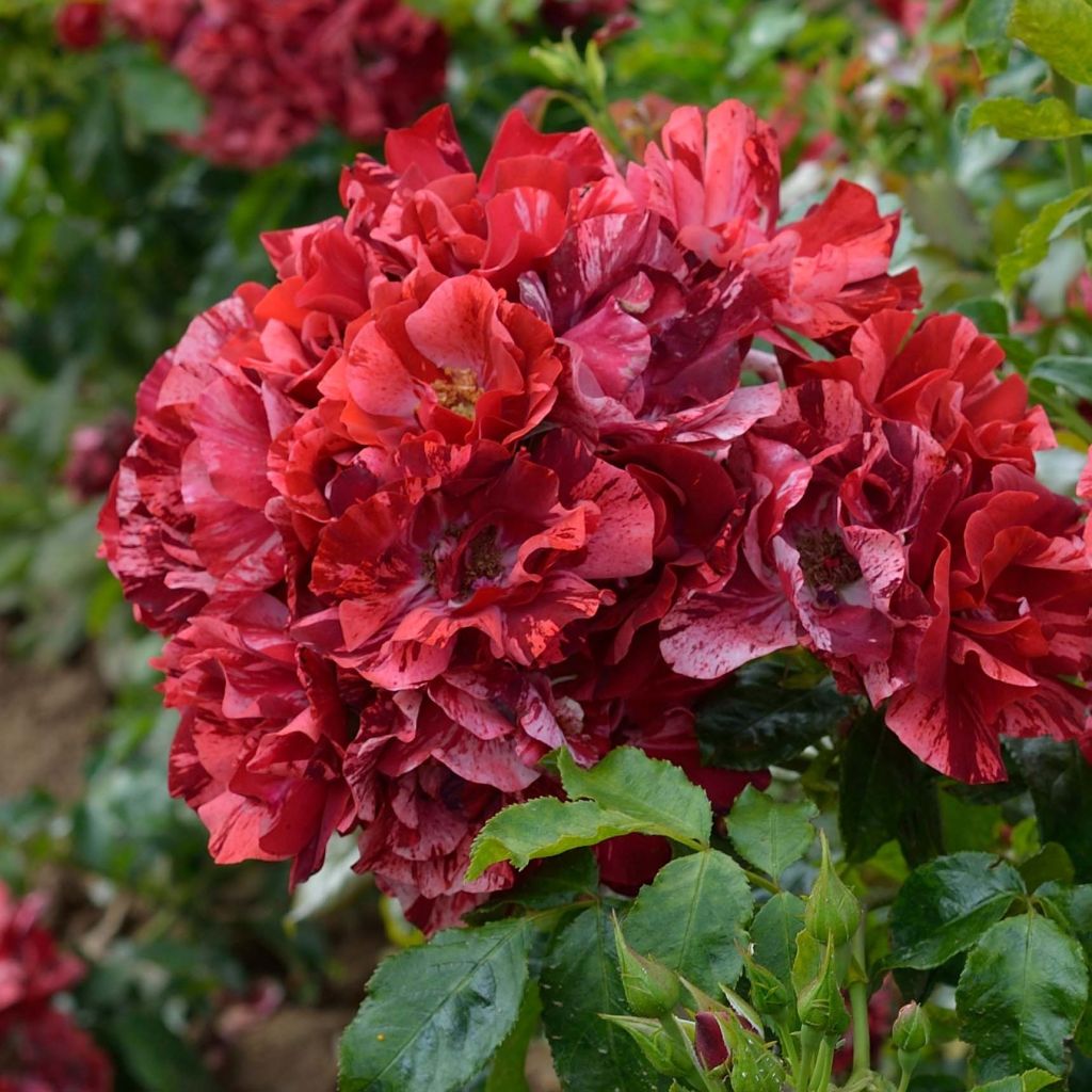 Rosa La Reine de la Nuit