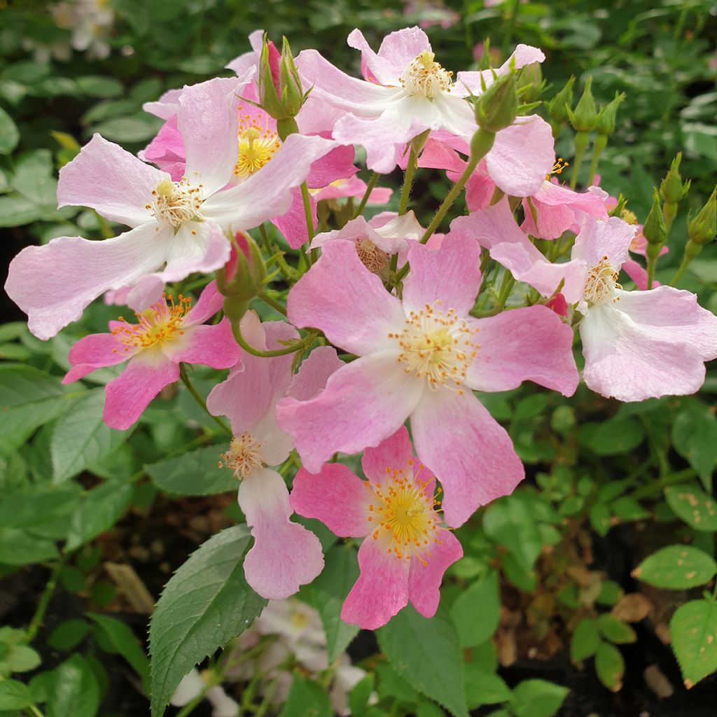 Rosa polyantha Rosy Boom Dynamic Hip Hop