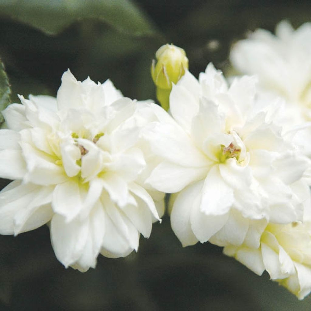 Rosa banksiae var. banksiae Alba Plena - Rosa di Lady Banks