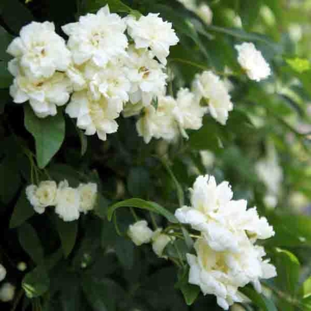 Rosa banksiae var. banksiae Alba Plena - Rosa di Lady Banks