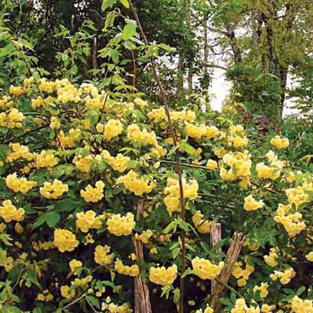 Rosa banksiae Lutea - Rosa di Lady Banks