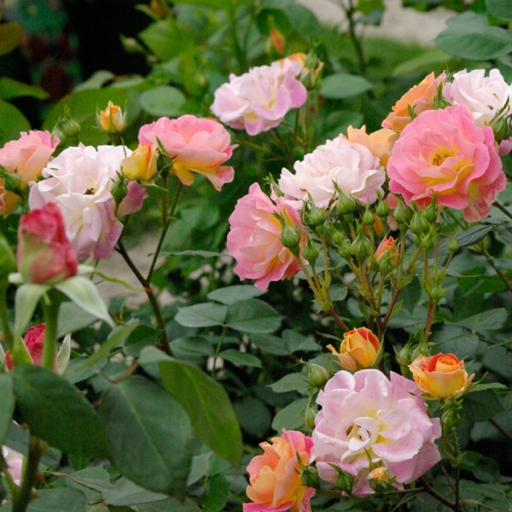 Rosa tappezzante Bordure Camaïeu delcapo