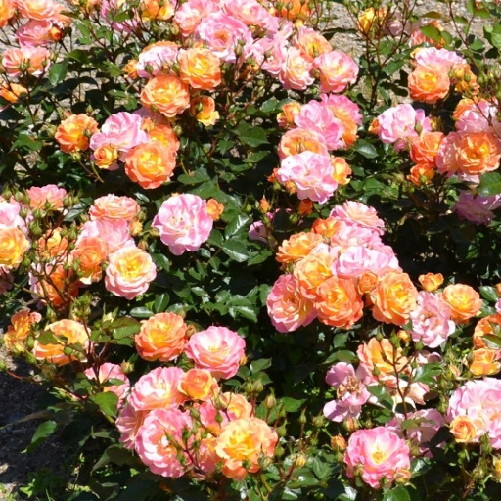 Rosa tappezzante Bordure Camaïeu delcapo