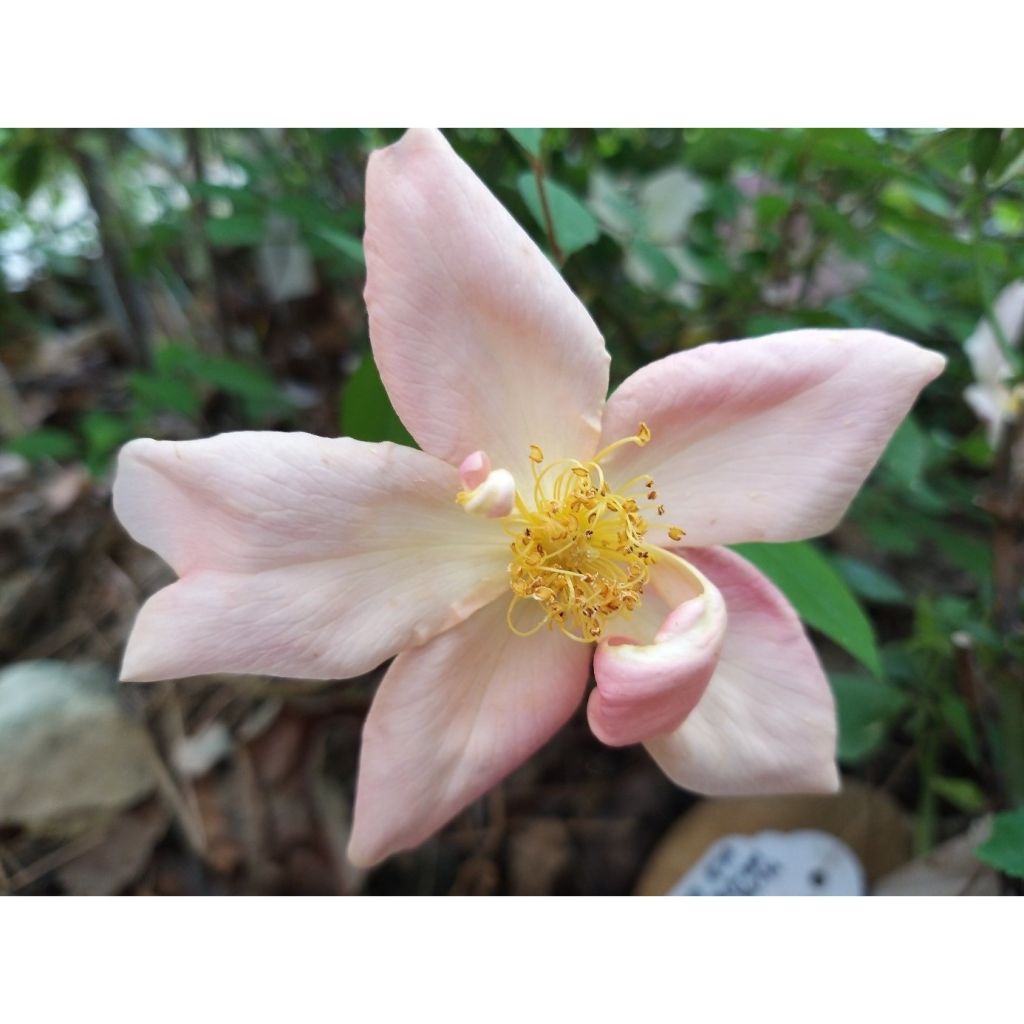 Rosa cinese Mutabilis