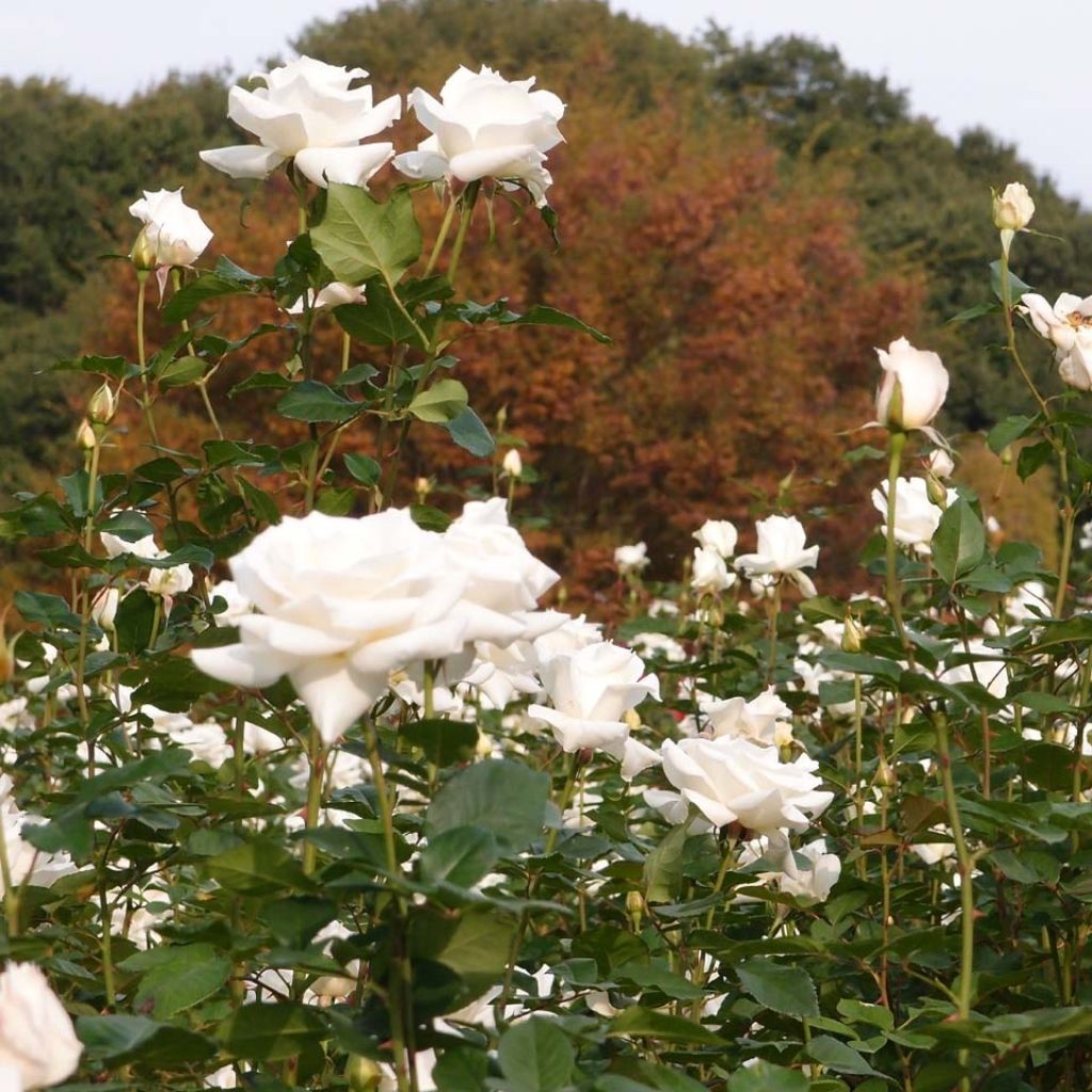 Rosa Pascali