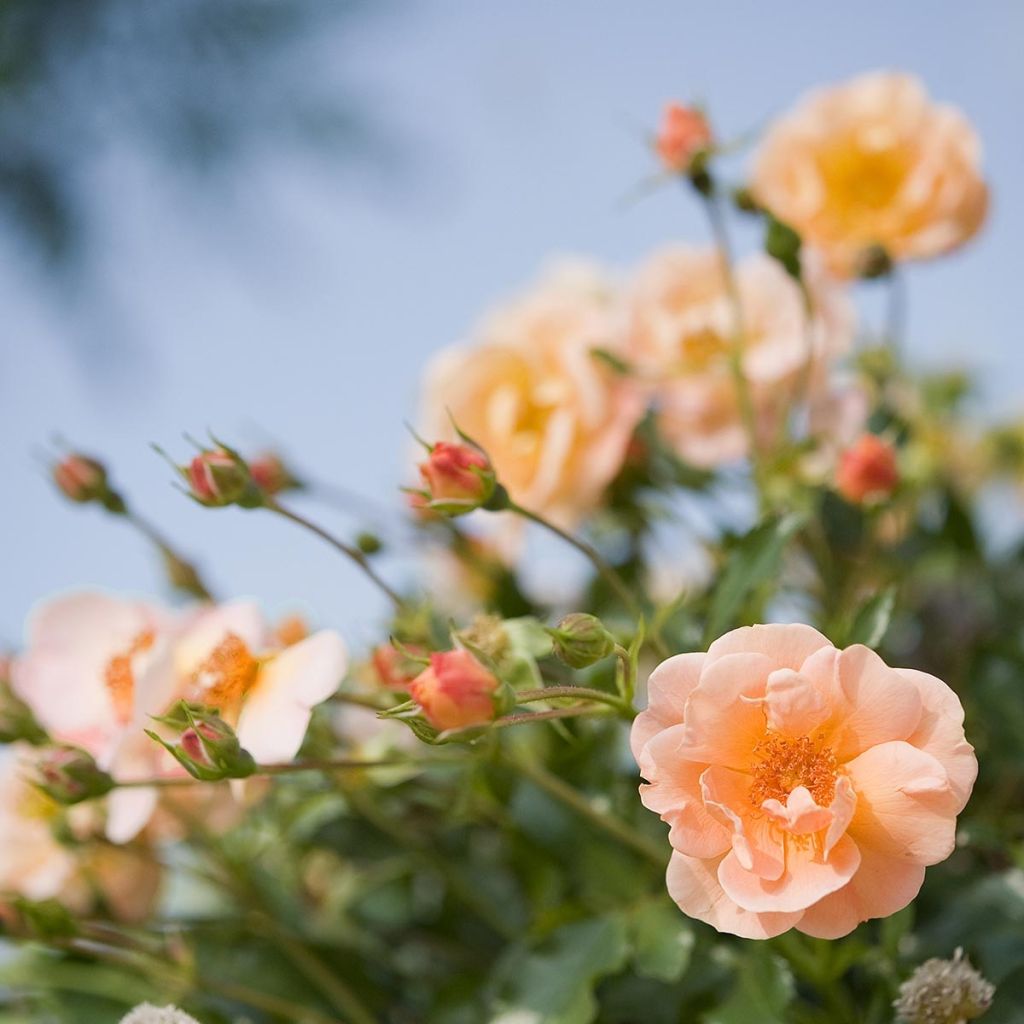 Rosa ad alberello Calizia