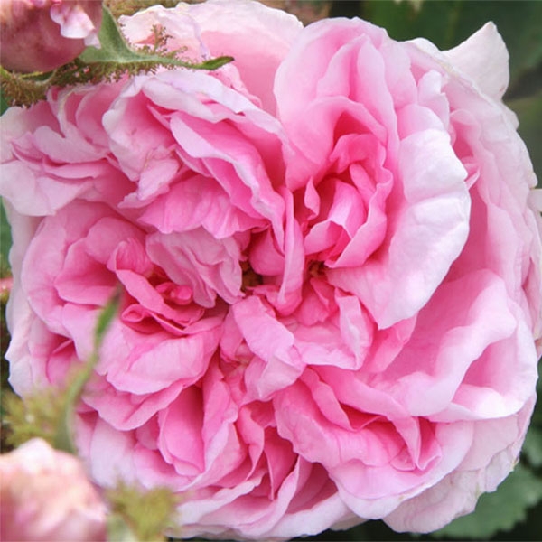 Rosa centifolia