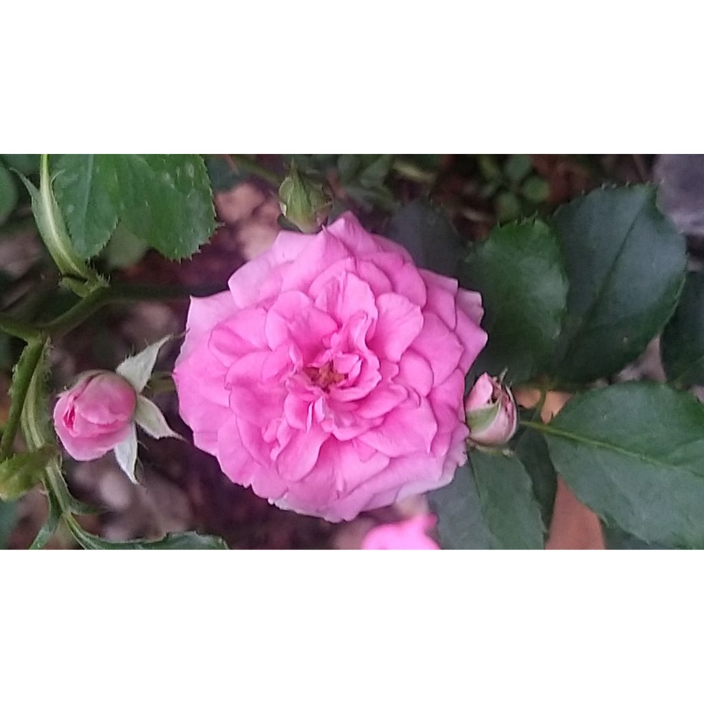 Rosa tappezzante Rigo Rosen Amica