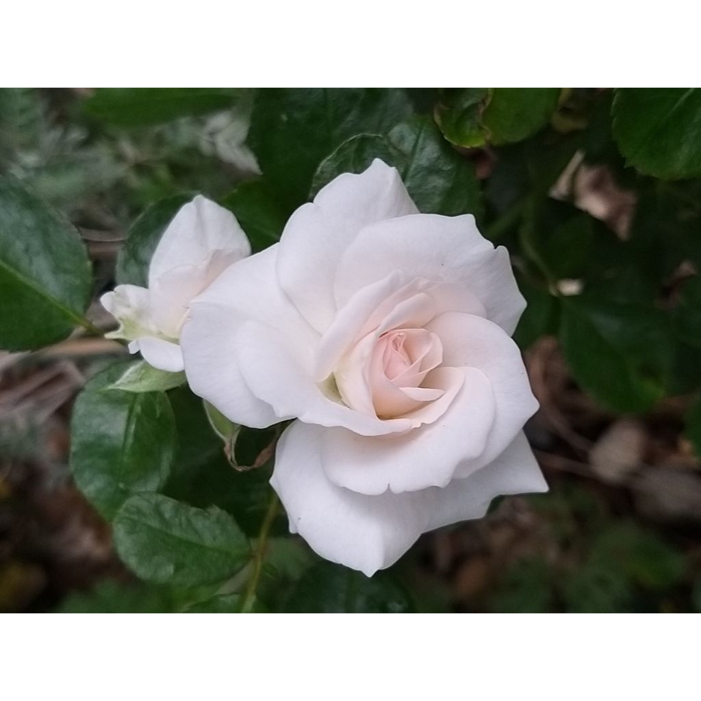 Rosa tappezzante Aspirin Rose