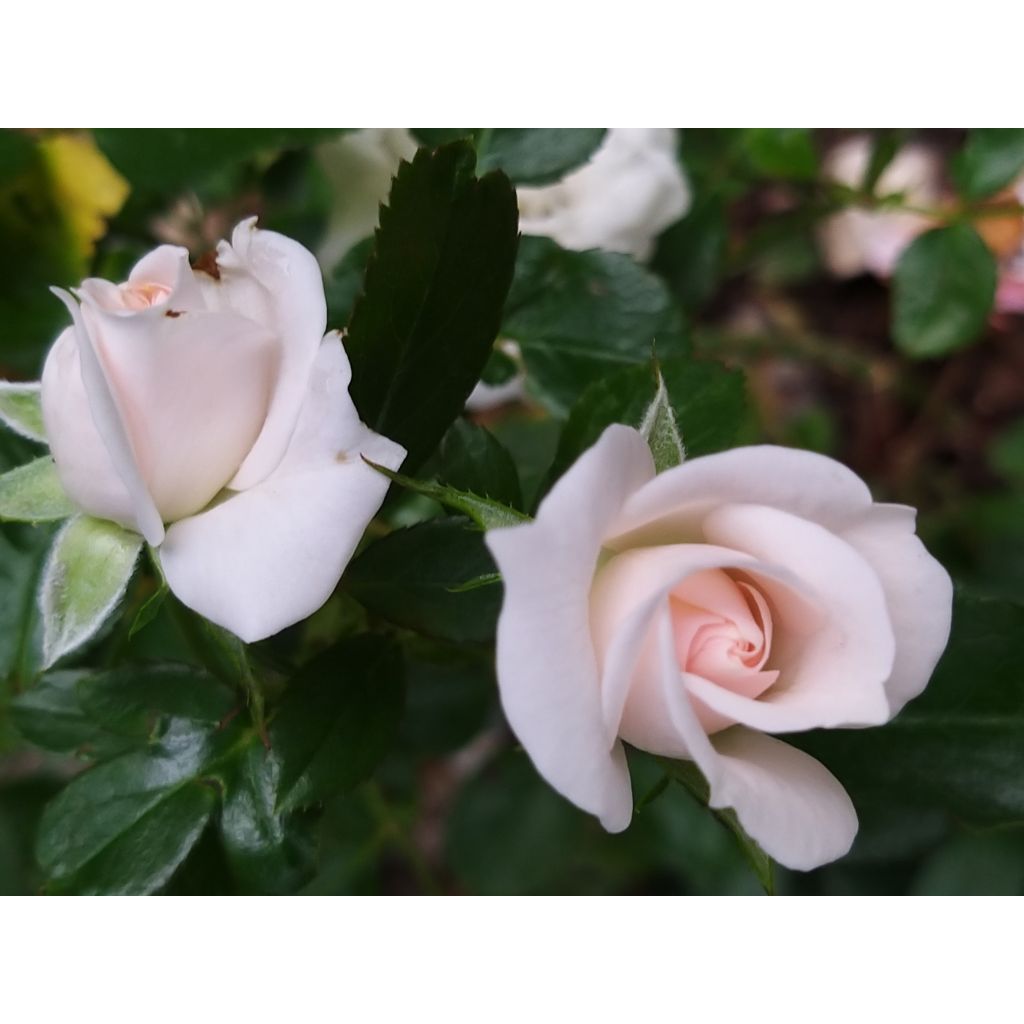 Rosa tappezzante Aspirin Rose