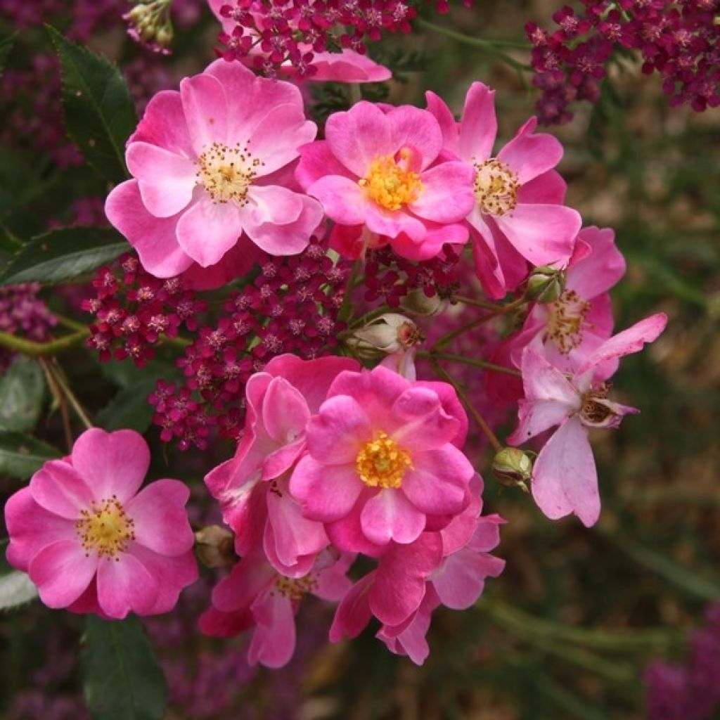 Rosa tappezzante Lavender Dream