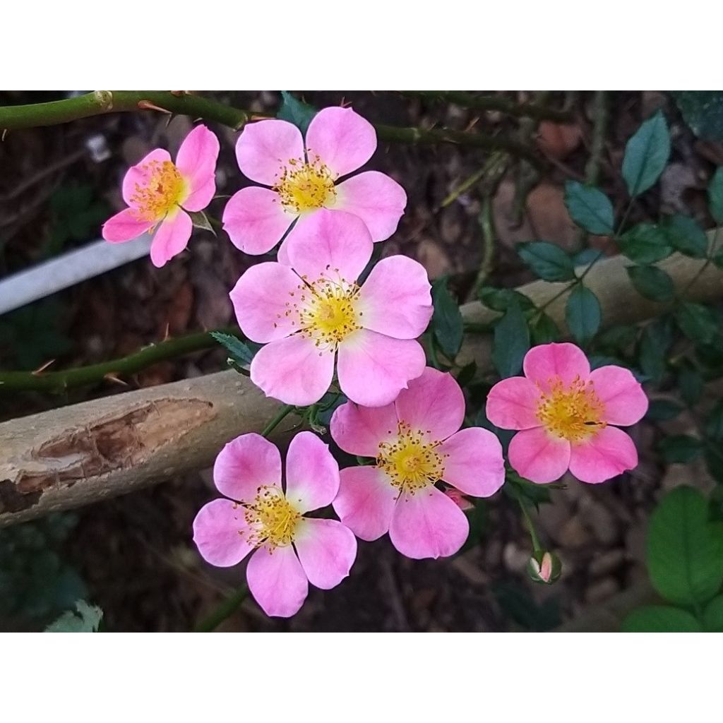 Rosa tappezzante Topolina