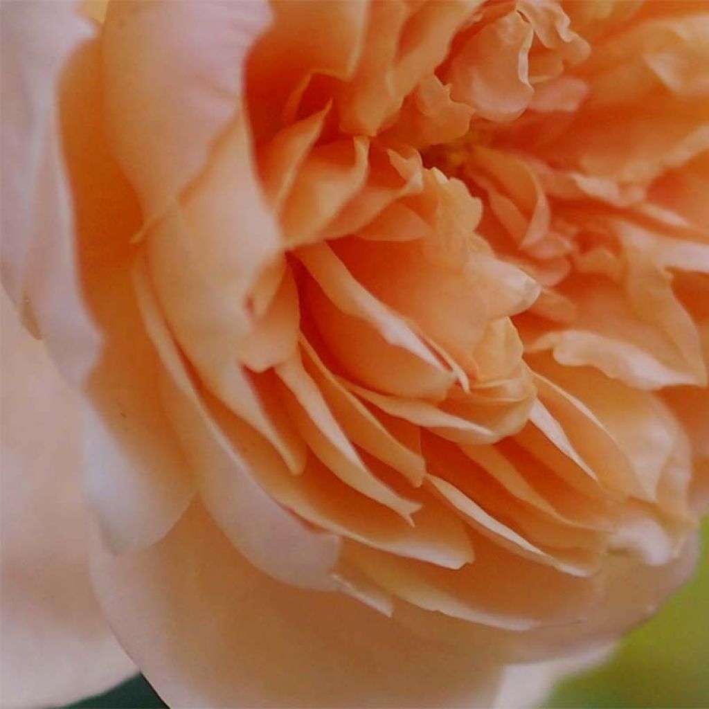 Rosa Abraham Darby