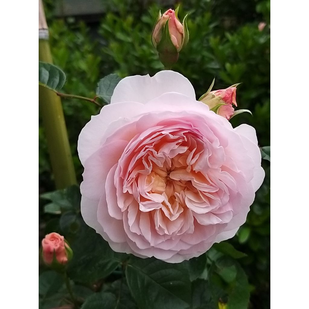 Rosa Emily Brontë