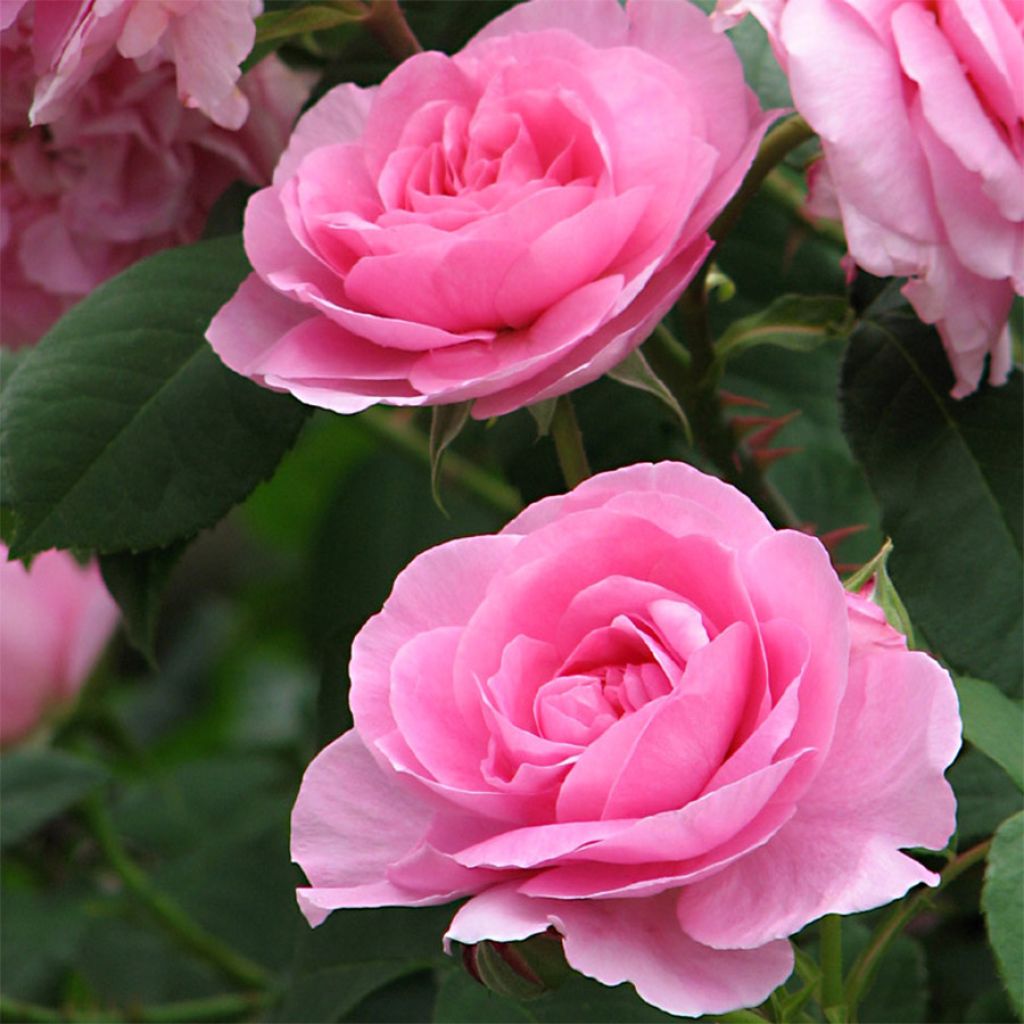 Rosa Gertrude Jekyll