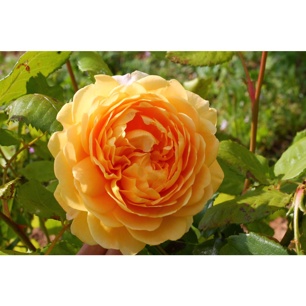 Rosa Golden Celebration